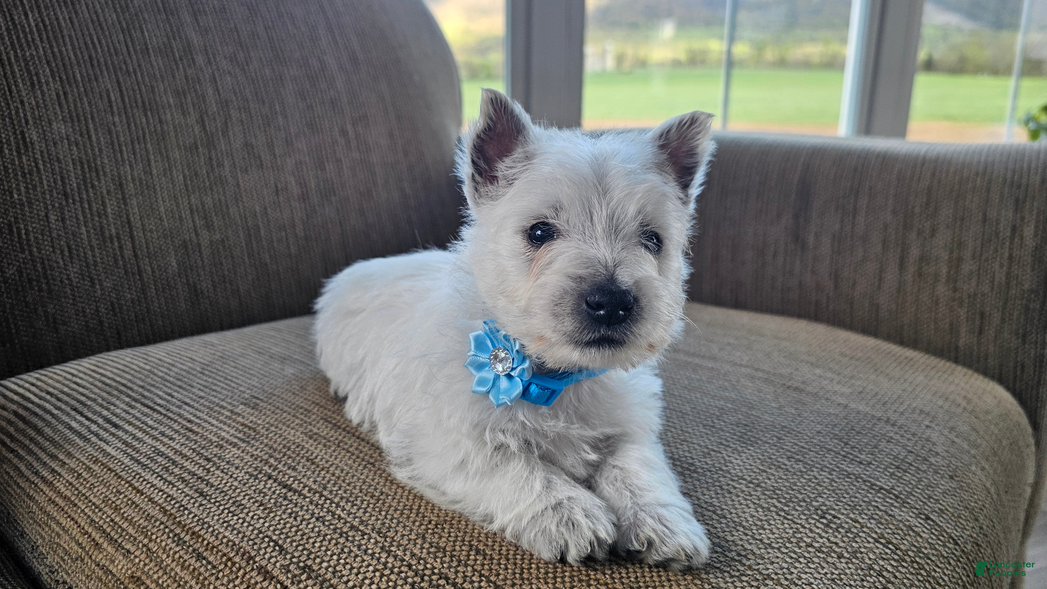 West Highland Terrier dogs Teddy - Ad 1