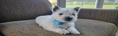 Teddy