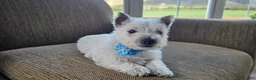 West Highland Terrier dogs for sale: Teddy - Ad 1