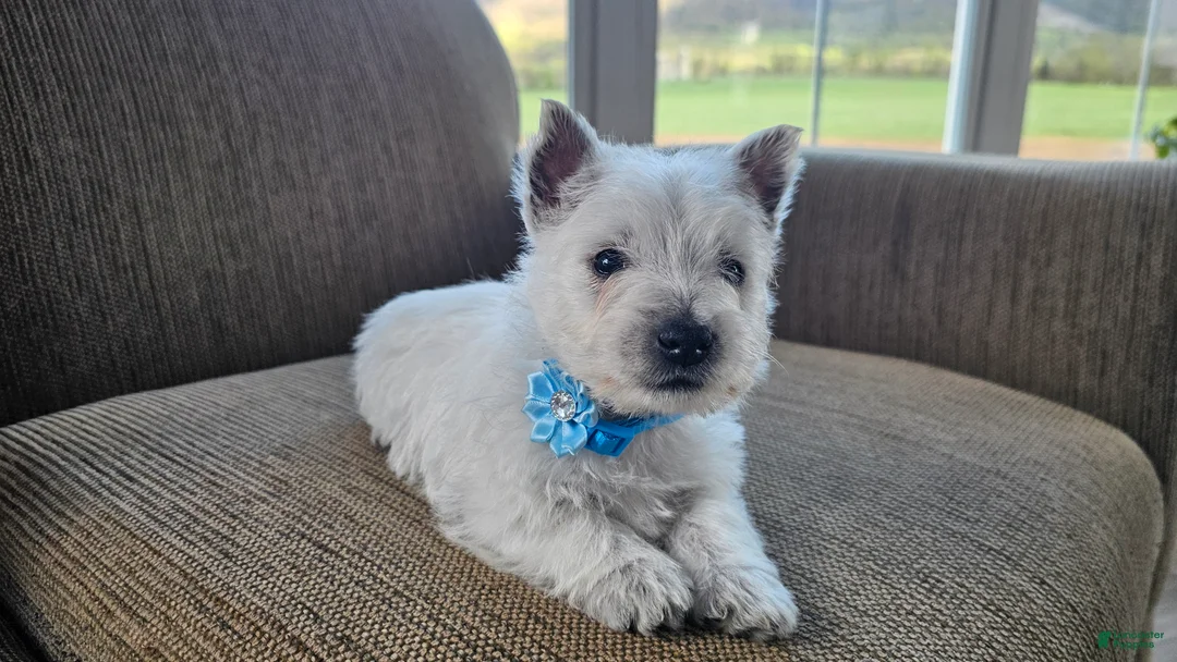 West Highland Terrier dogs for sale: Teddy - Ad 1