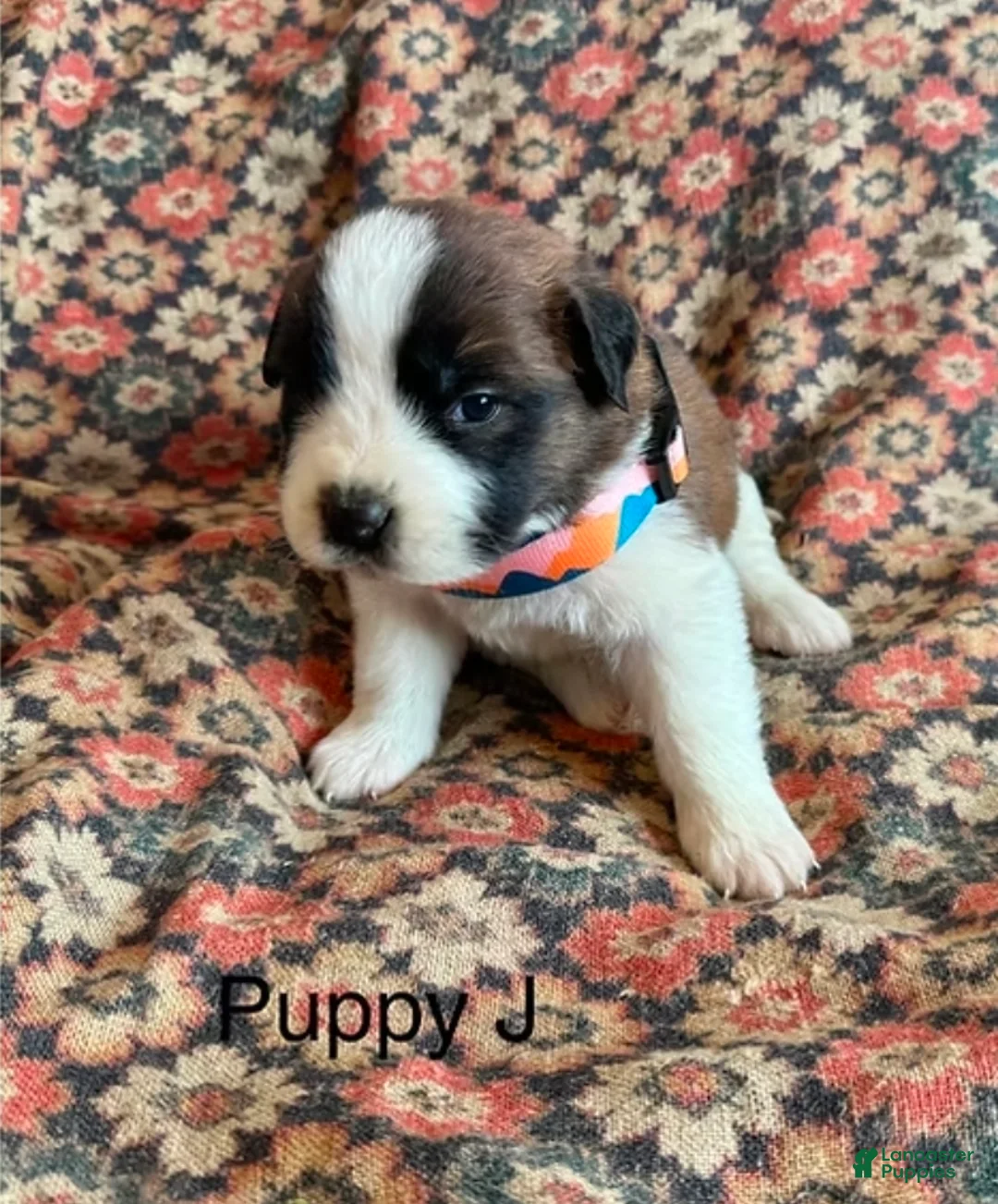 Saint Bernard dogs for sale: Saint Bernard Puppy 8 - Ad 1