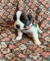 Saint Bernard Puppy 8