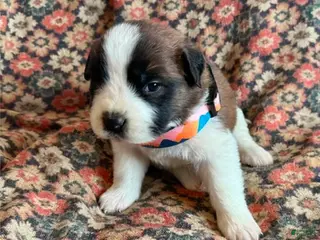 Saint Bernard dogs Saint Bernard Puppy 8 - Ad 36