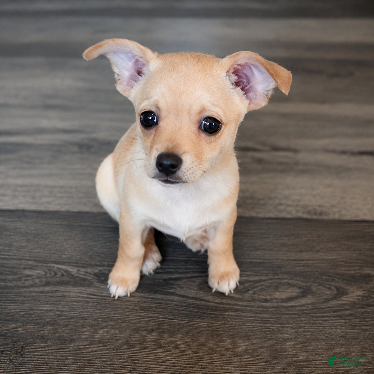 Chihuahua dogs Boy 3 - Ad 1
