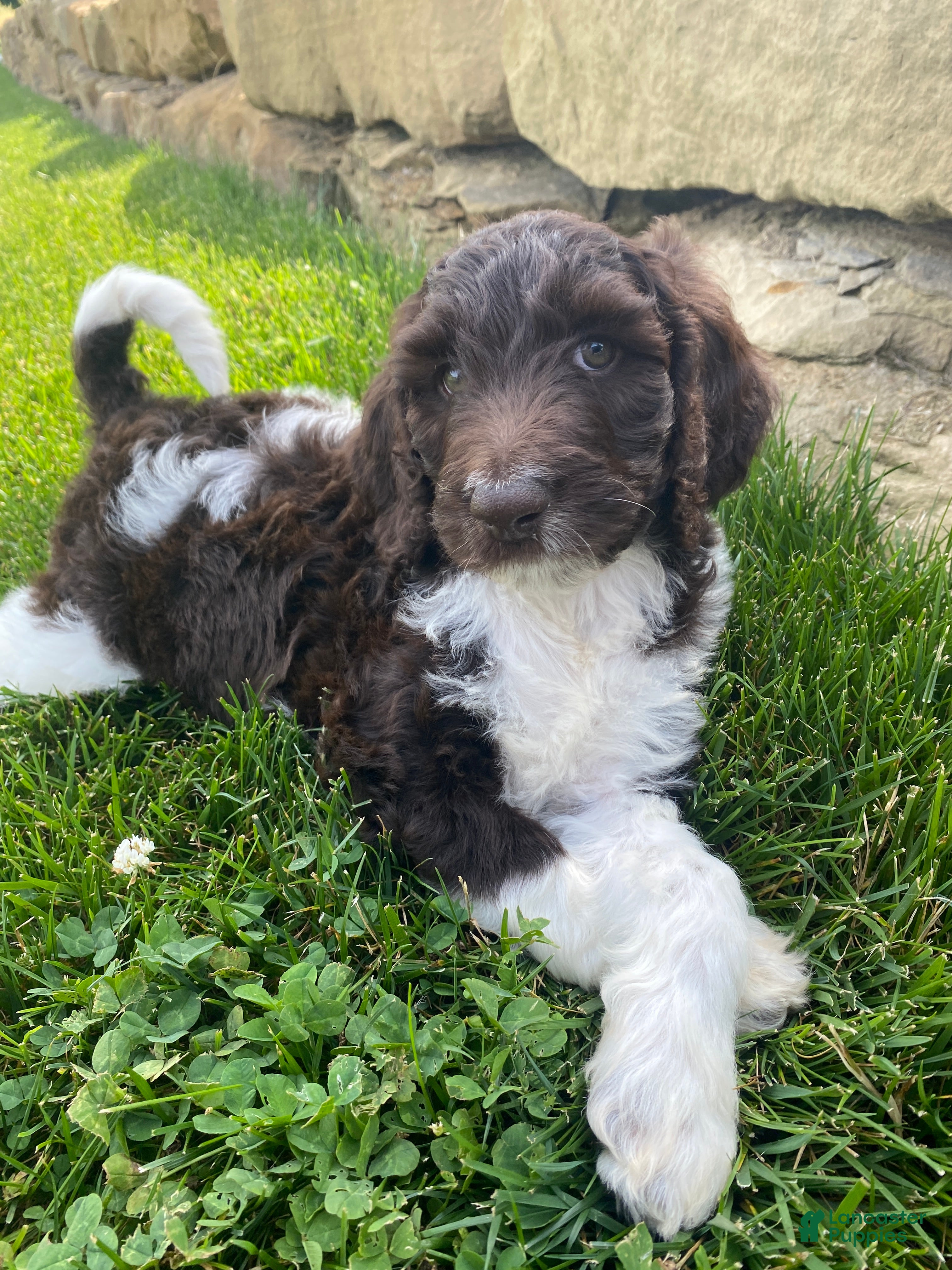 Labradoodle dogs F1bb Finn - Ad 1