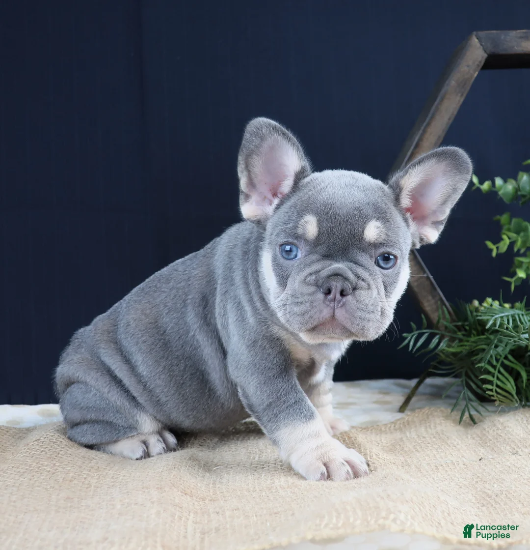 French Bulldog dogs for sale: Lilli - Ad 3