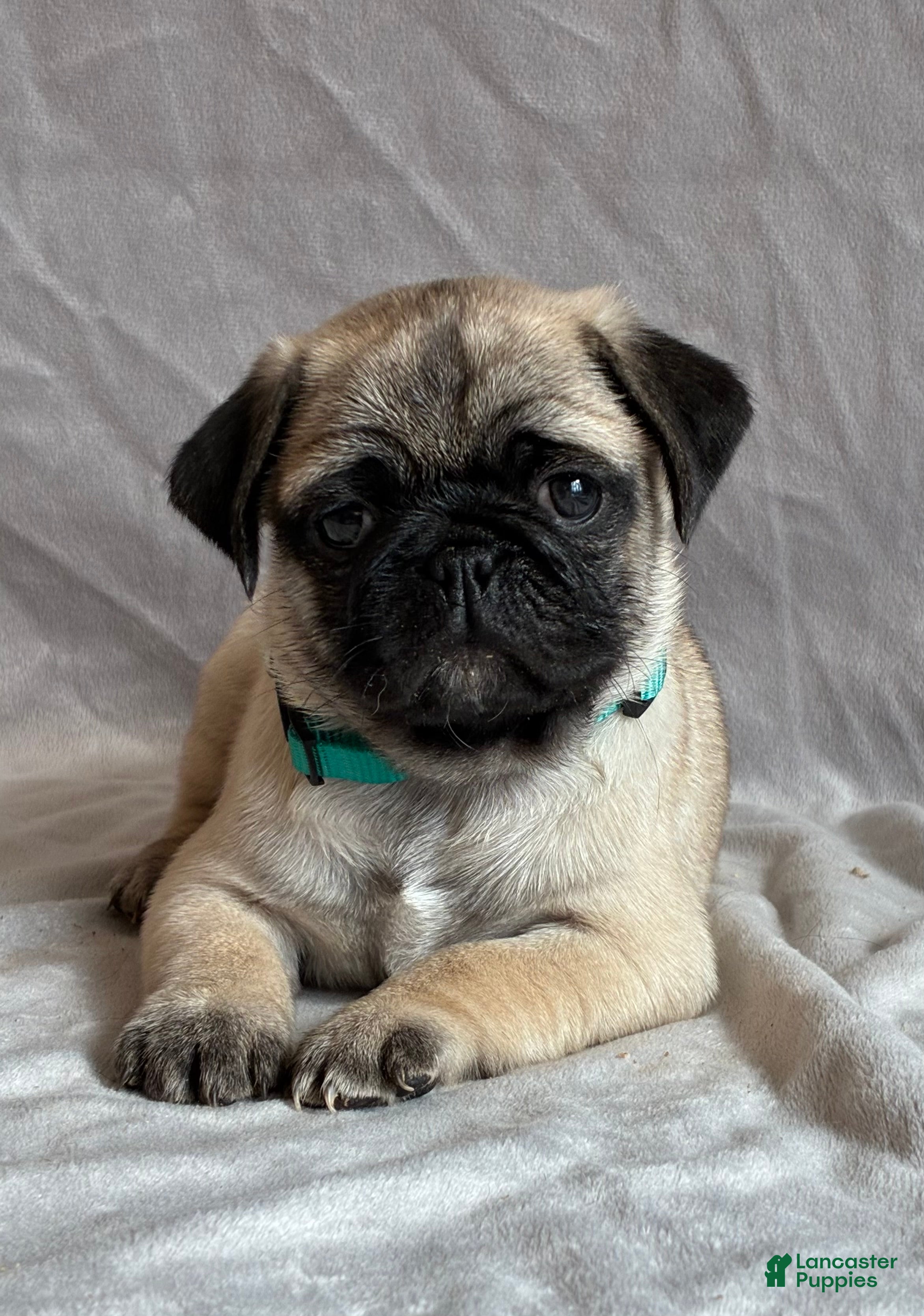 Pug dogs Toby - Ad 2