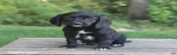 Mixed Breed dogs for sale: Wallace - Ad 1