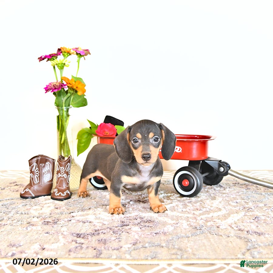 Miniature Dachshund dogs Rosey - Ad 1