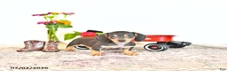 Miniature Dachshund dogs for sale: Rosey - Ad 1