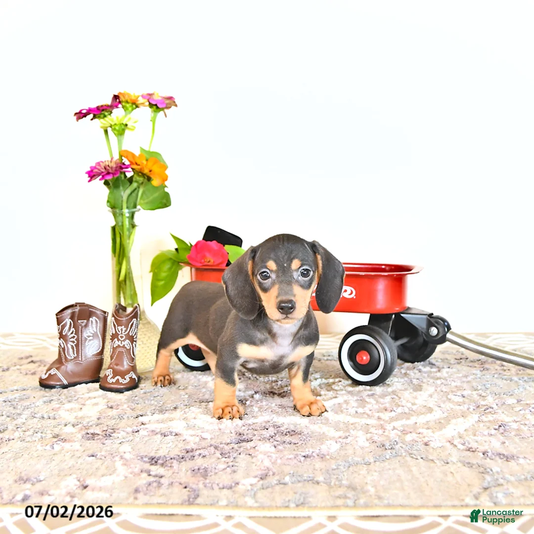 Miniature Dachshund dogs for sale: Rosey - Ad 1