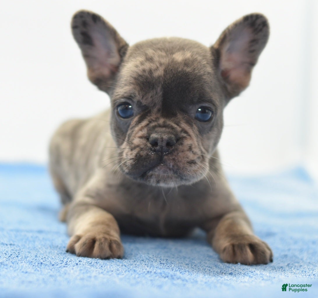 Mixed breed (Mixed breed, Male) in Dayton, OH