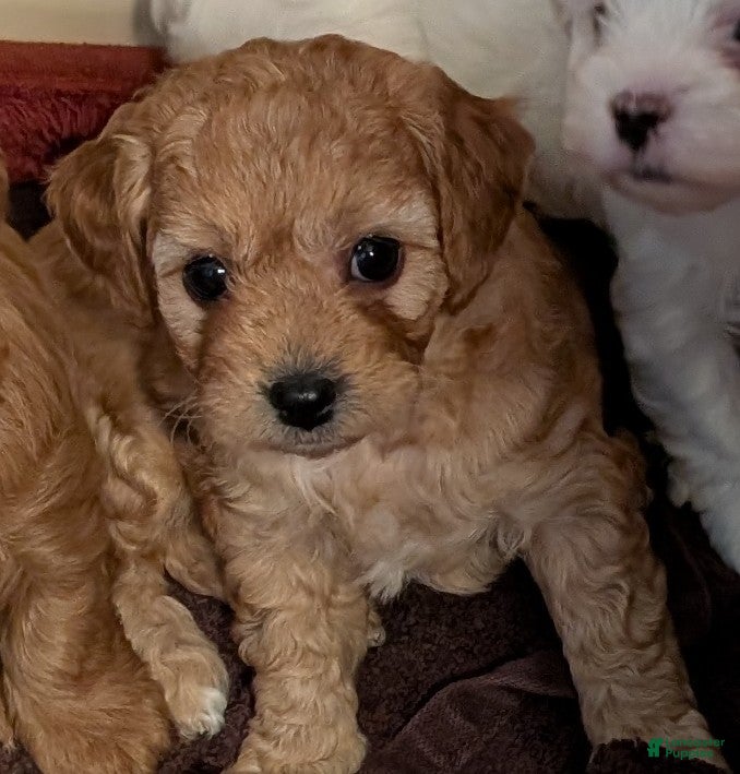 Cavapoo dogs Pooh - Ad 1