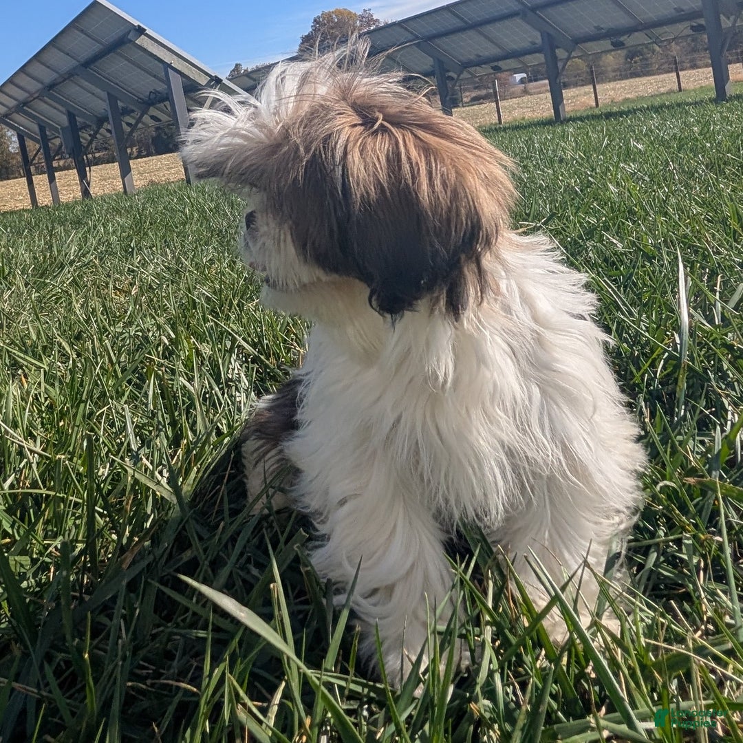 Shih Tzu dogs for sale: Tiggy - Ad 8