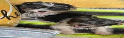 Yorkshire Terrier dogs for sale: Yorkshire Terrier 1 - Ad 5