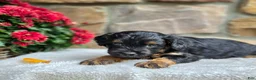 Cavapoo dogs for sale: Bear - Ad 1