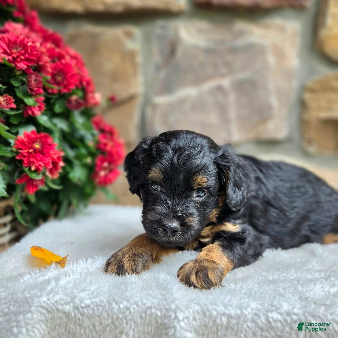 Cavapoo dogs for sale: Bear - Ad 1