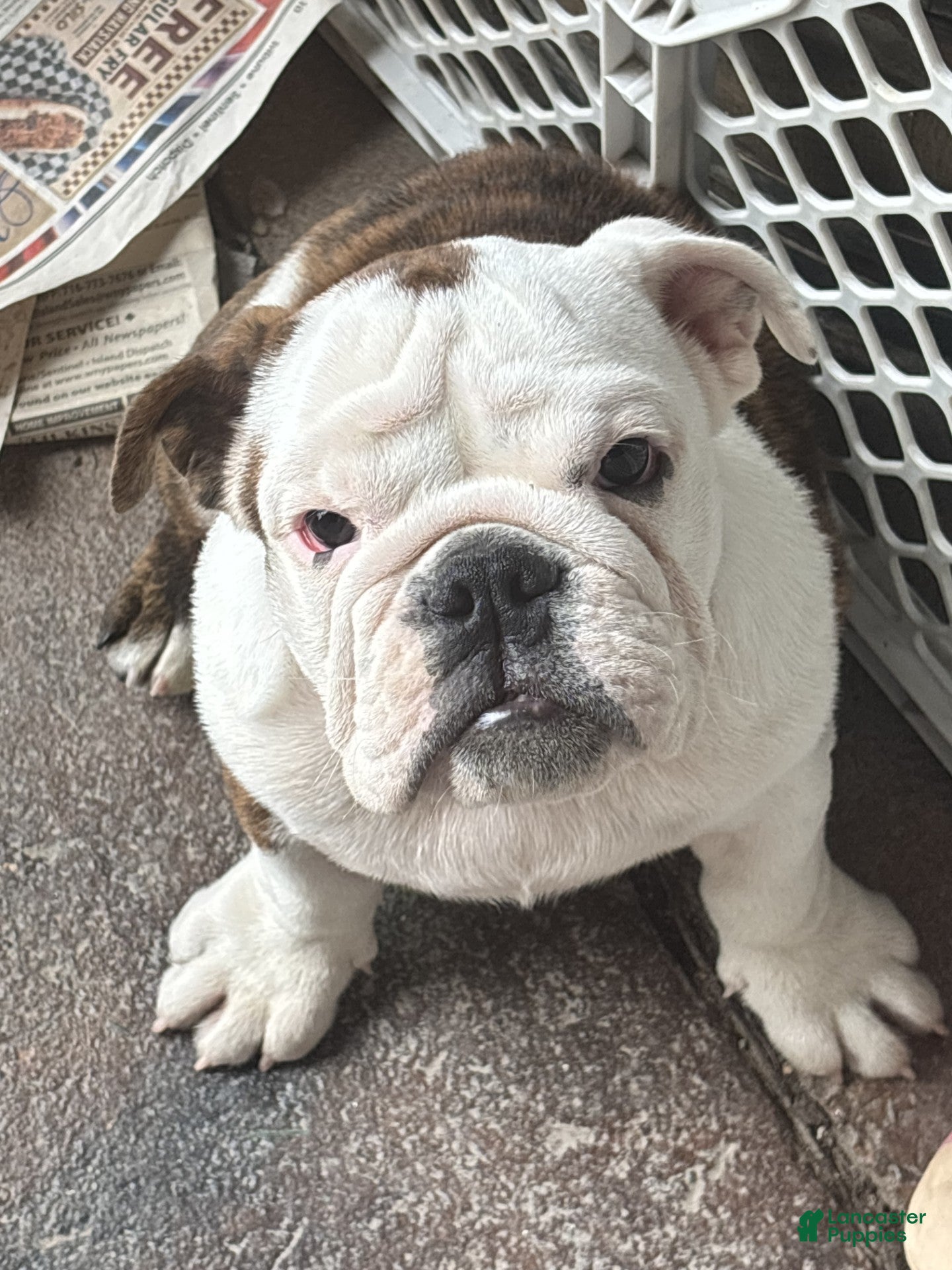 English Bulldog dogs DD - Ad 1