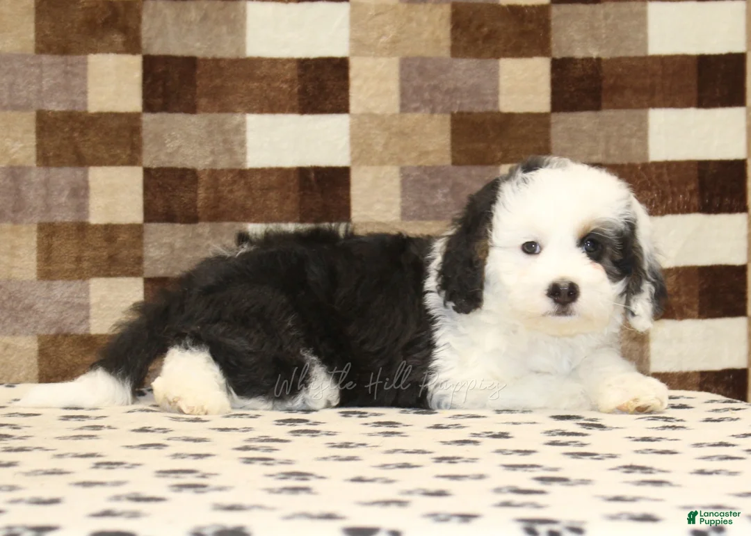 Mini Bernedoodle dogs for sale: Luke - Ad 2