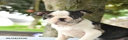 Boston Terrier dogs for sale: Romeo - Ad 8