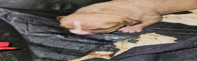 American Pit Bull Terrier 8
