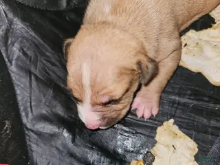 American Pit Bull Terrier dogs American Pit Bull Terrier 8 - Ad 24