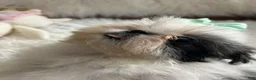 Shih Tzu dogs for sale: Shih Tzu Male 2 - Ad 3