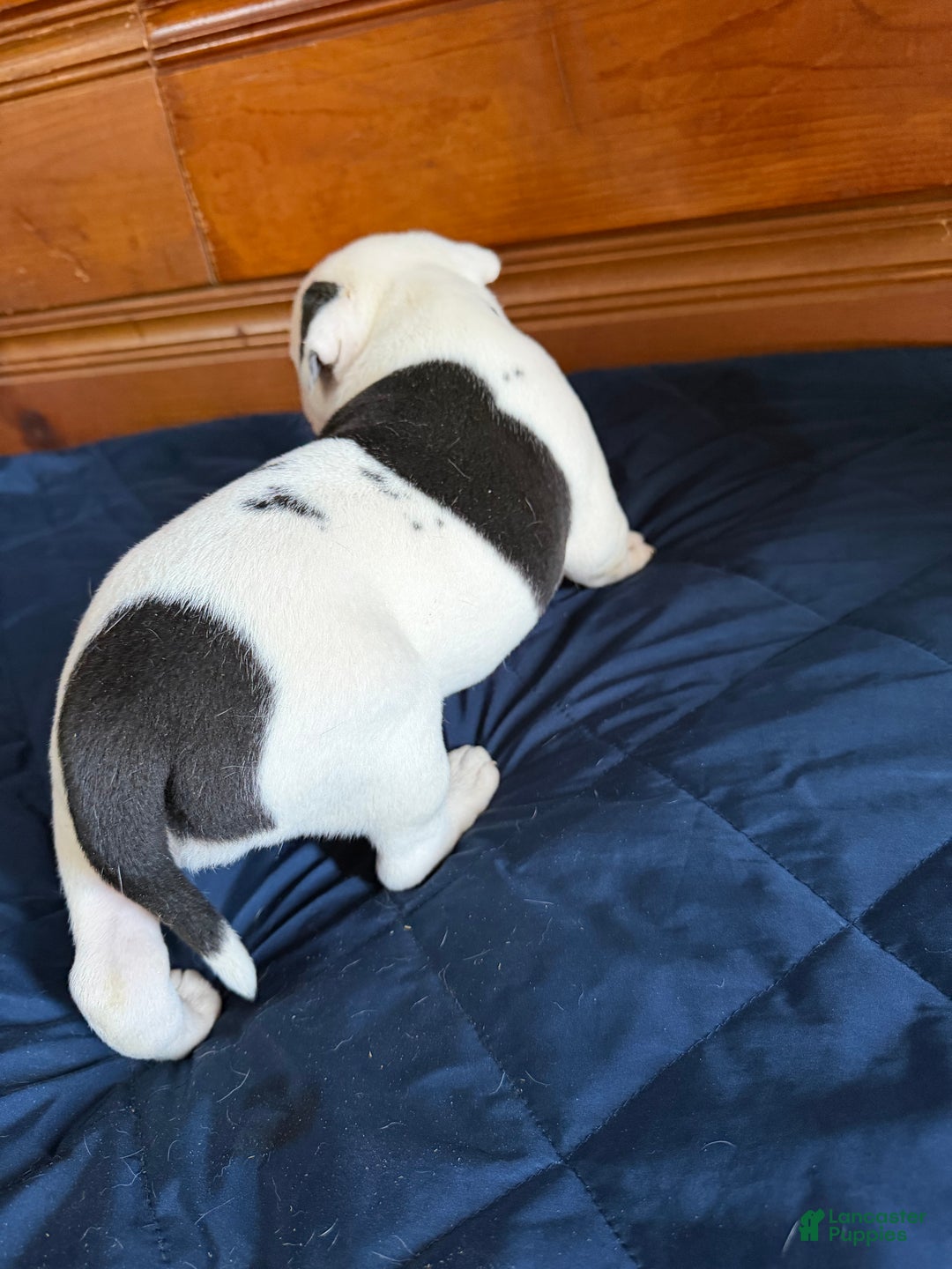 American Bulldog dogs for sale: Bella - Ad 4