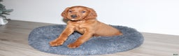 Mixed Breed dogs for sale: gorby - Ad 4