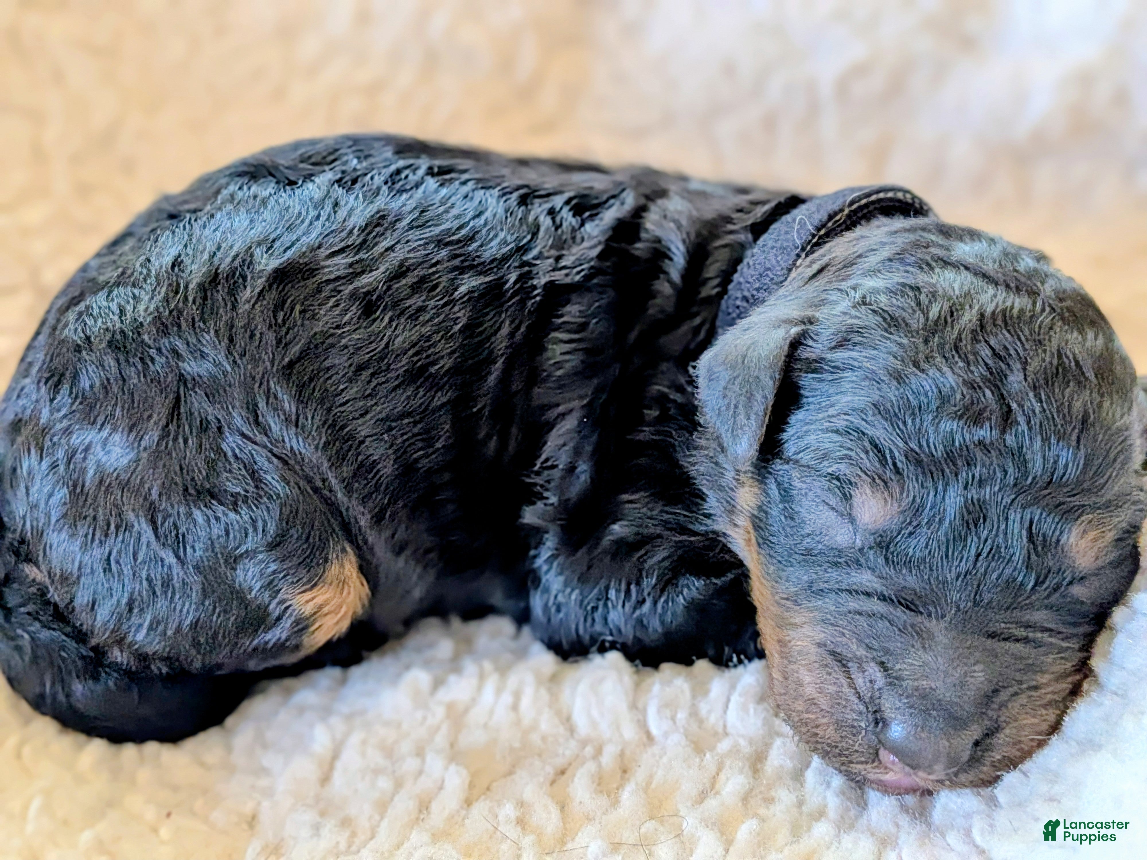 Mixed Breed dogs Goldador/Bernadoodle Puppy 8 - Ad 42