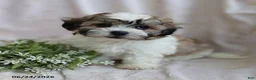Teddy Bear dogs for sale: Easton - Ad 7