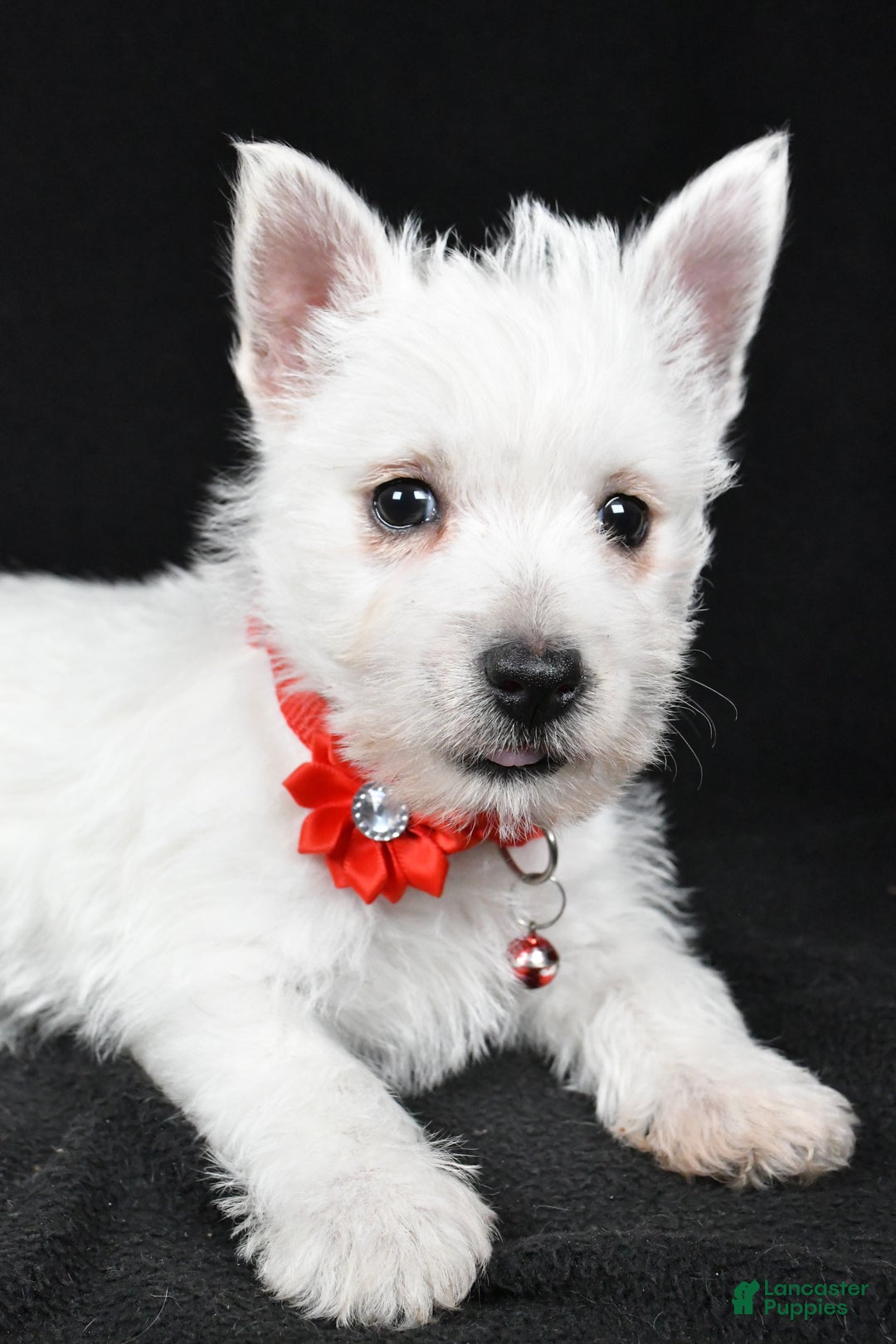 West Highland Terrier dogs for sale: Donna - Ad 3