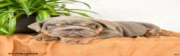 English Bulldog dogs for sale: Raymond - Ad 5