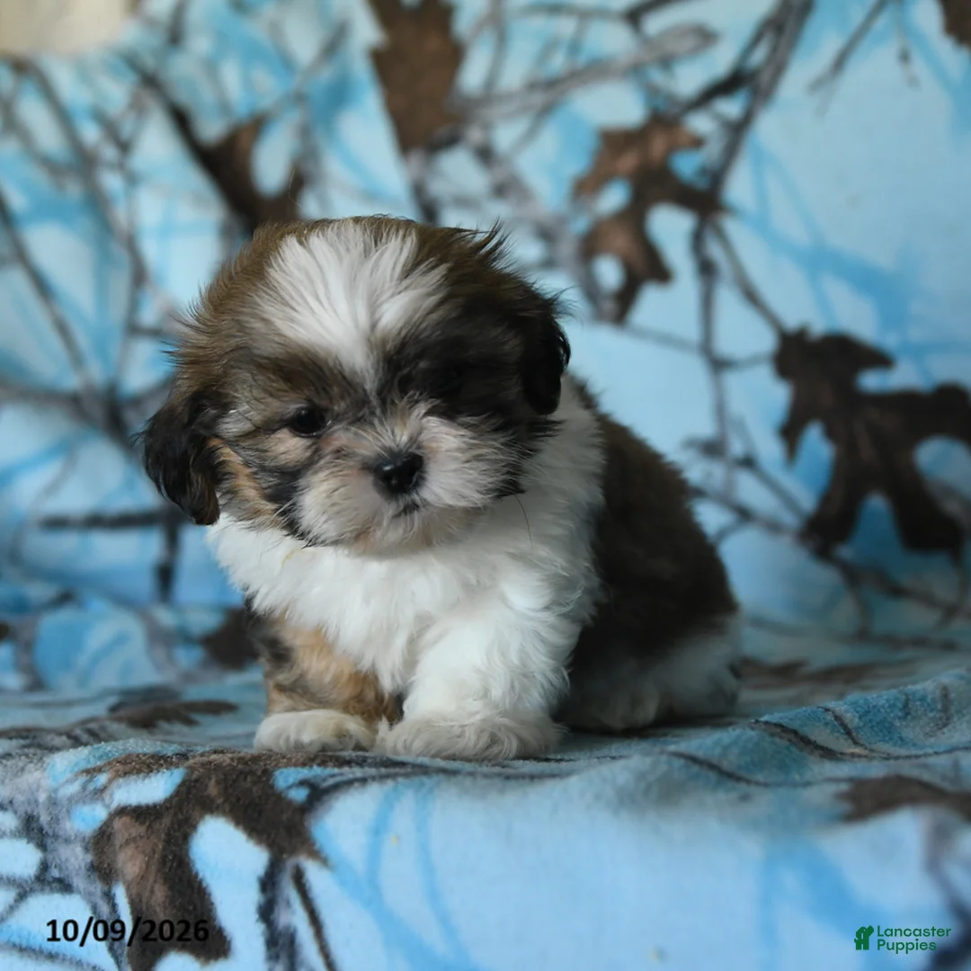 Shih Tzu dogs for sale: Tilly - Ad 2