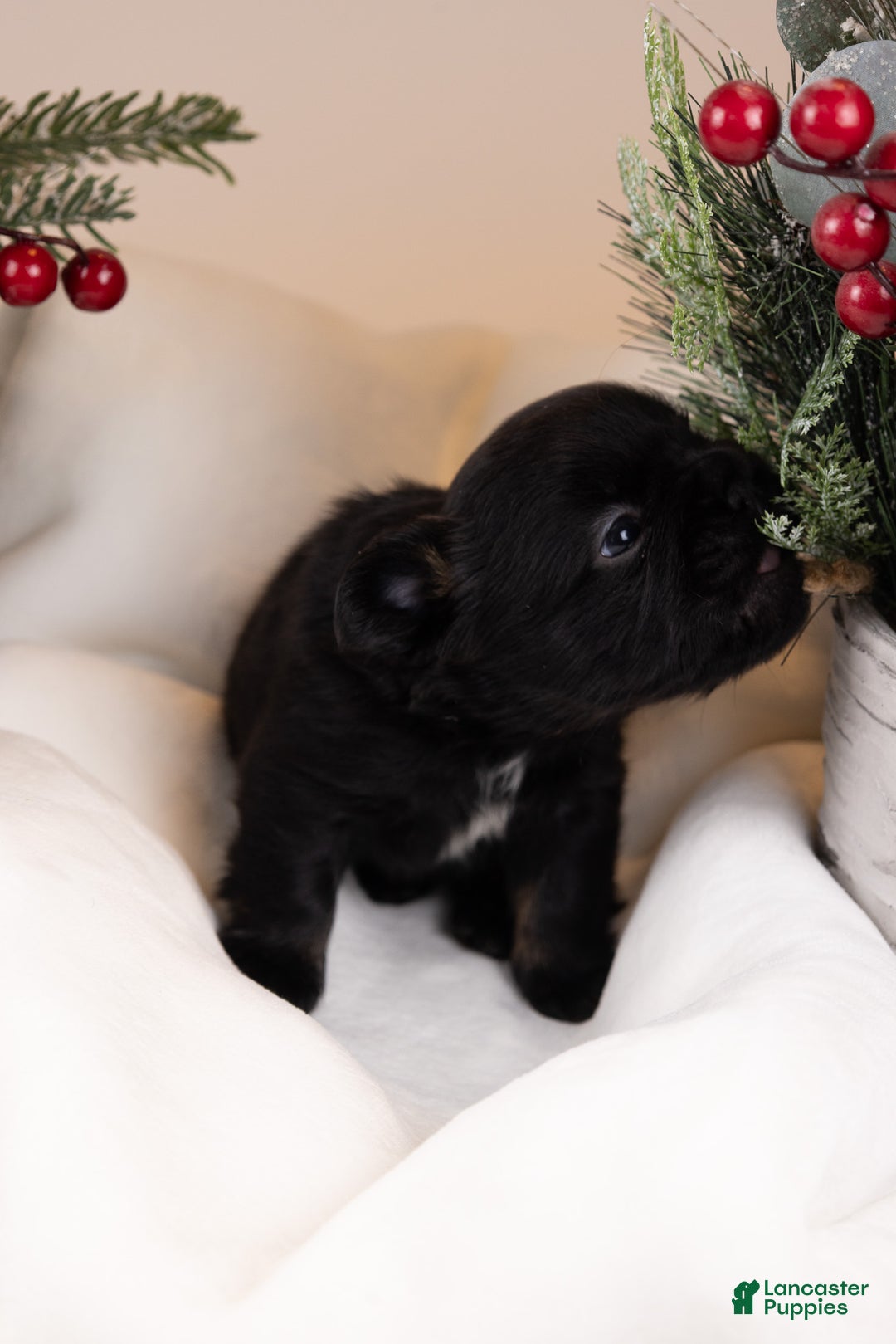 French Bulldog dogs for sale: Teddie -Fulffy Big Rope - Ad 3