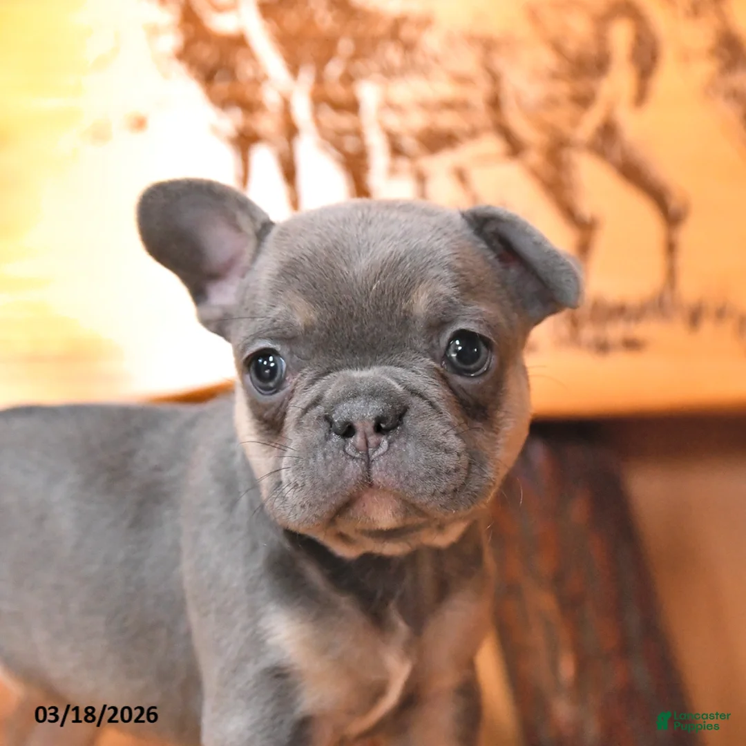 French Bulldog dogs for sale: Sadie - Ad 2