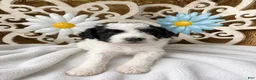Mini Goldendoodle dogs for sale: Sweet Pea - Ad 19