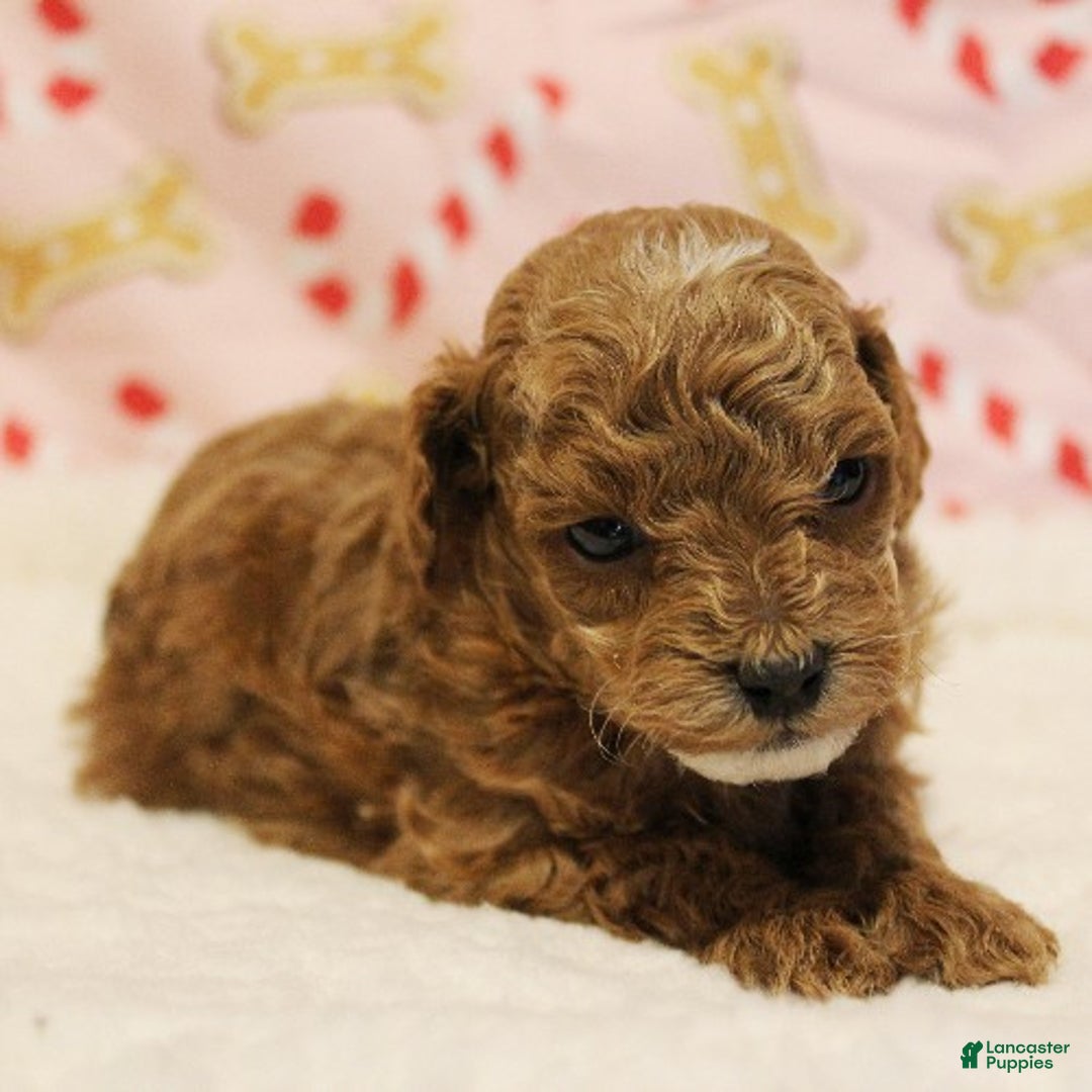 Toy Poodle dogs for sale: Snowflake - Ad 3