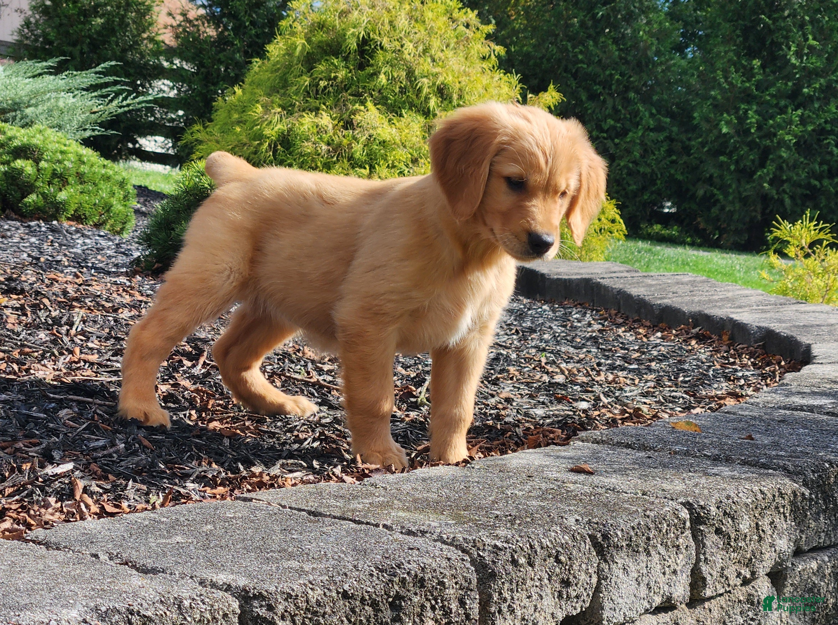 Golden Retriever dogs Charming - Ad 2