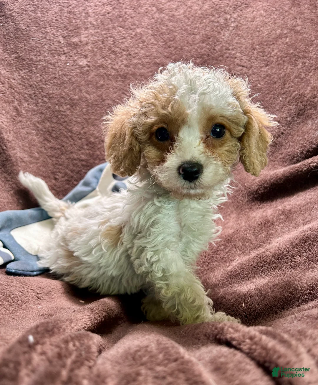 Cavapoo dogs for sale: Loki - Ad 20