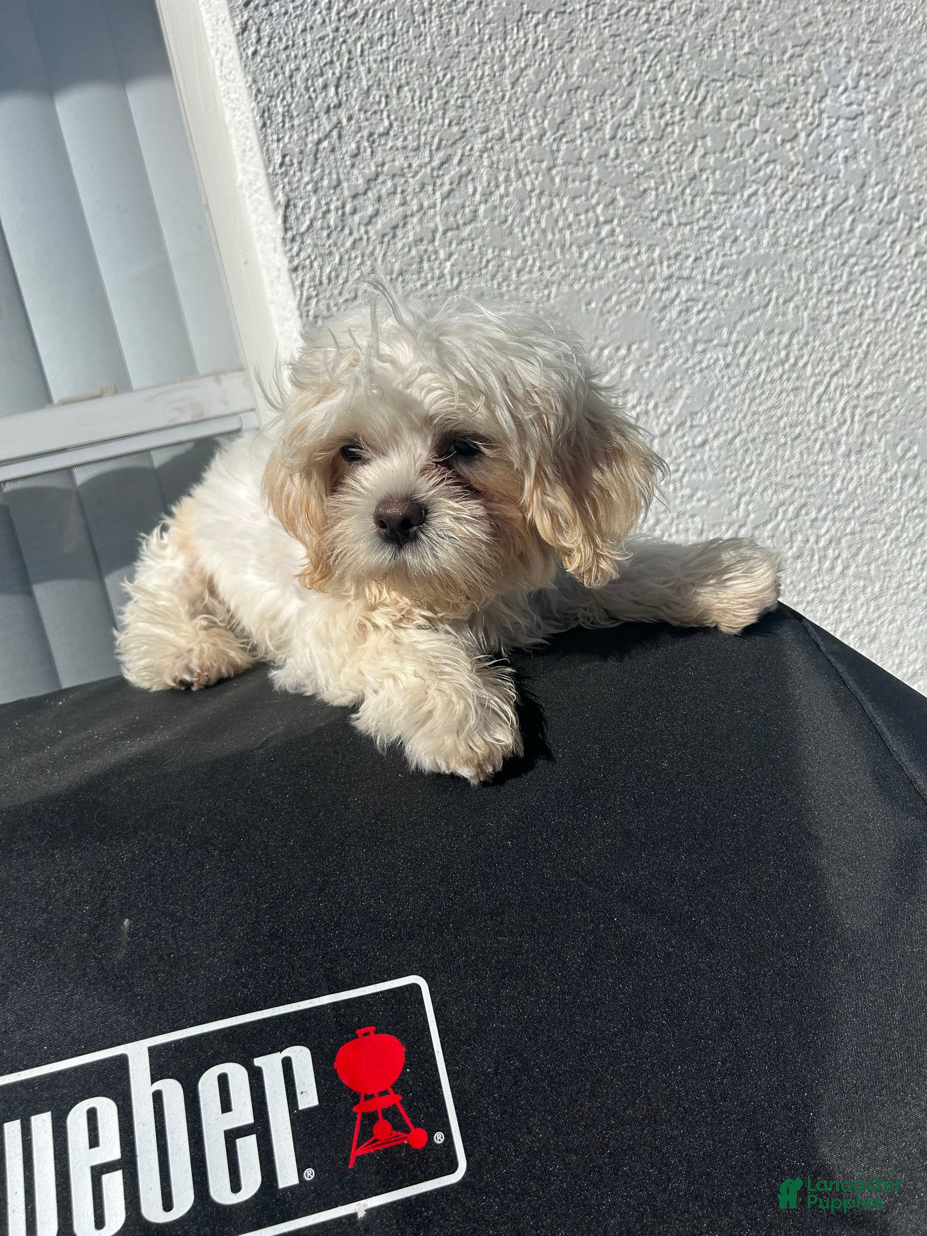 Shih Tzu dogs Shih Tzu Puppy 2 - Ad 7