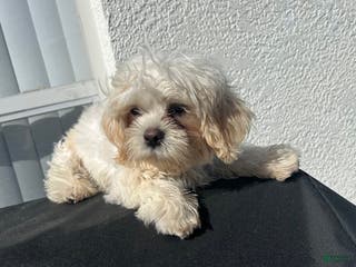 Shih Tzu dogs Shih Tzu Puppy 2 - Ad 7