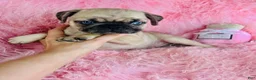Pug dogs for sale: Pug Puppy 1 - Ad 2