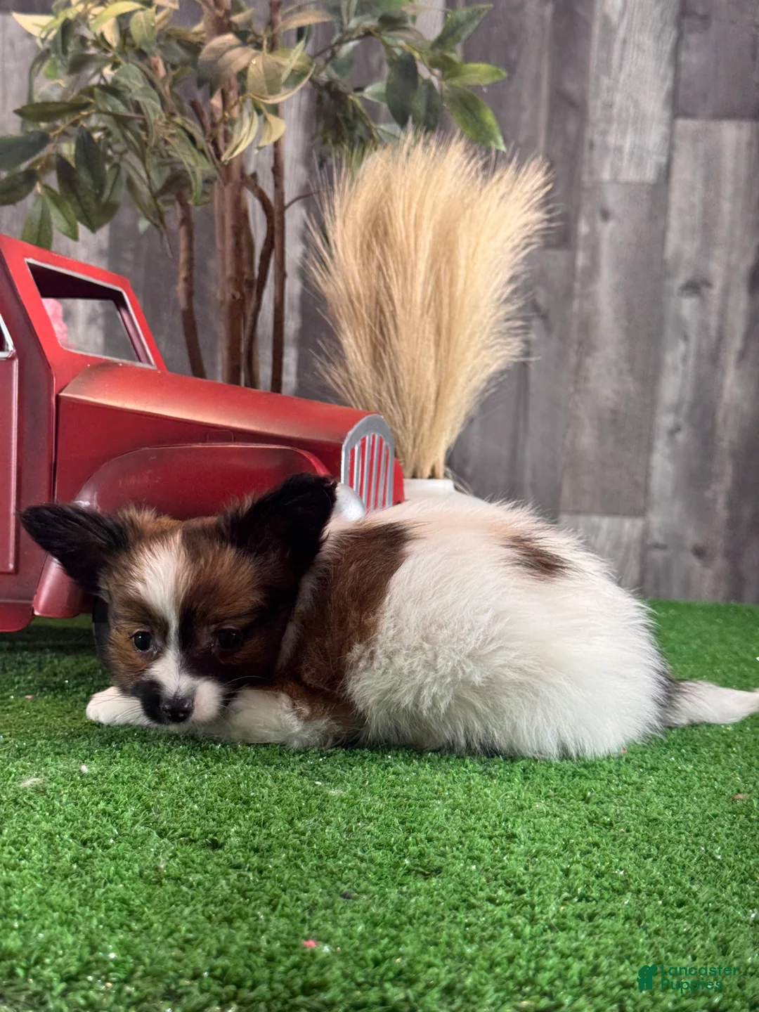 Papillon dogs for sale: Reba - Ad 2