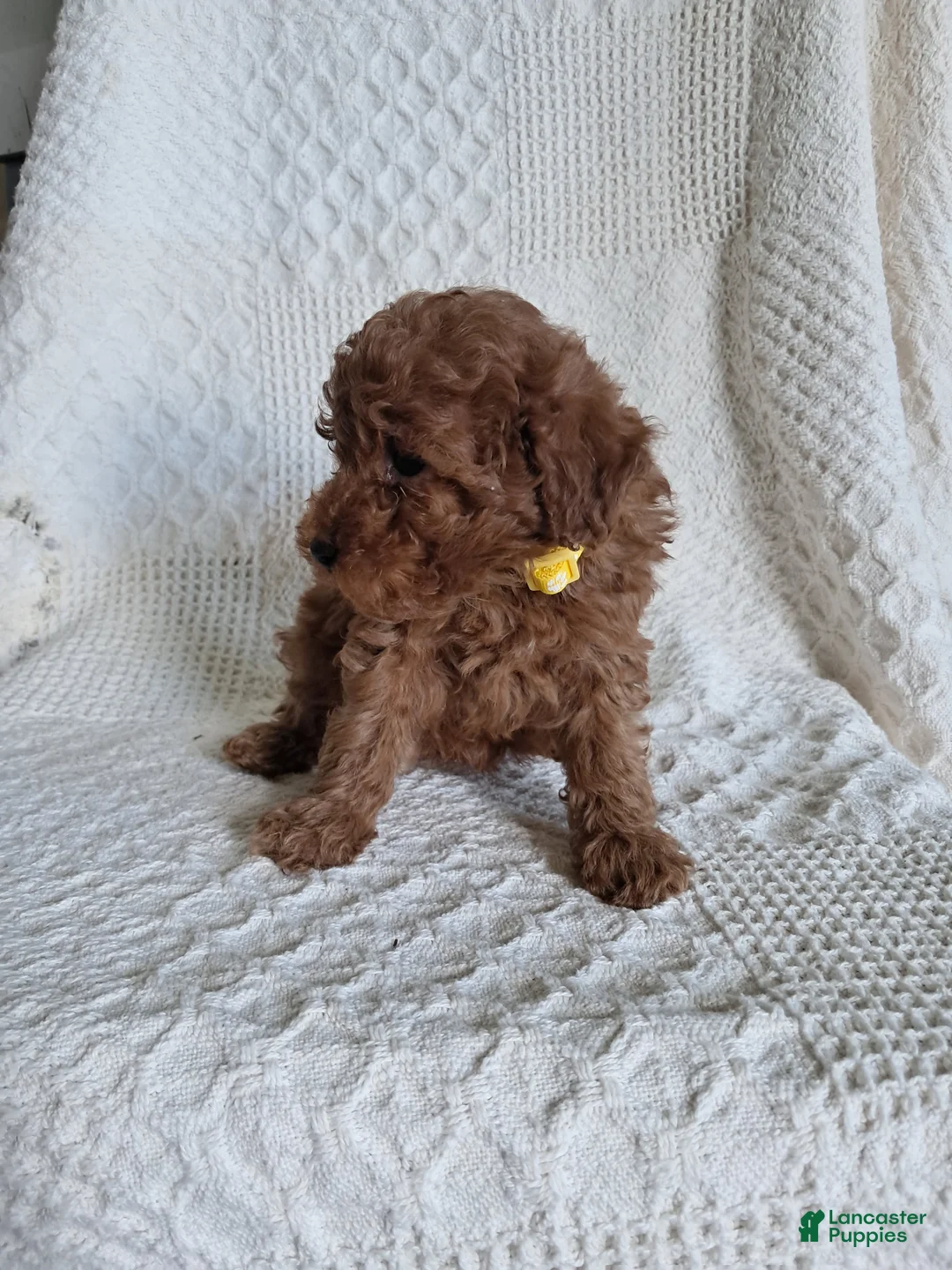 Miniature Poodle dogs for sale: Daisy - Ad 2