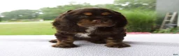 Cocker Spaniel dogs for sale: Karla - Ad 5