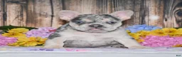 French Bulldog dogs for sale: Tenson - Ad 3