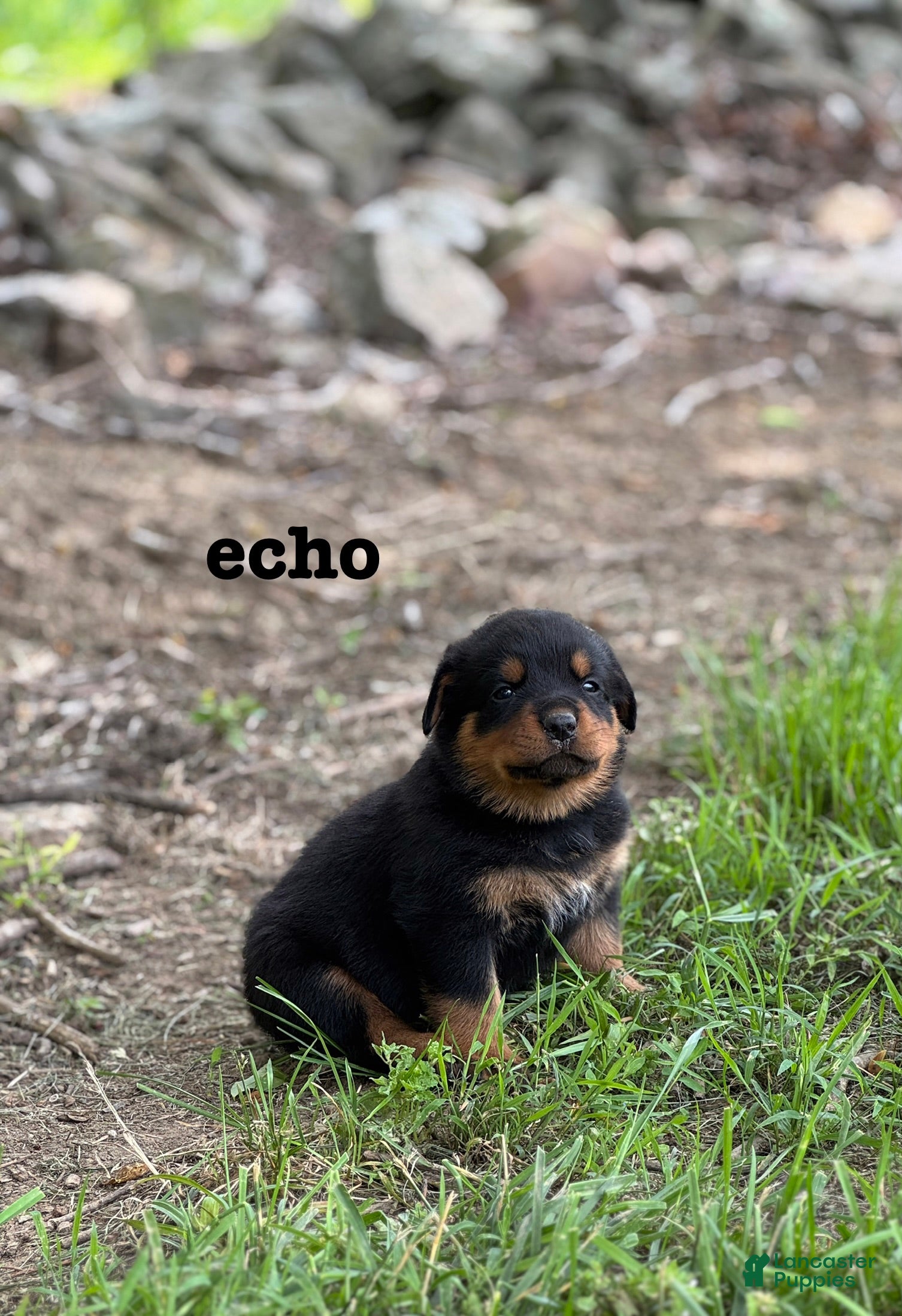 Rottweiler dogs Echo  - Ad 1
