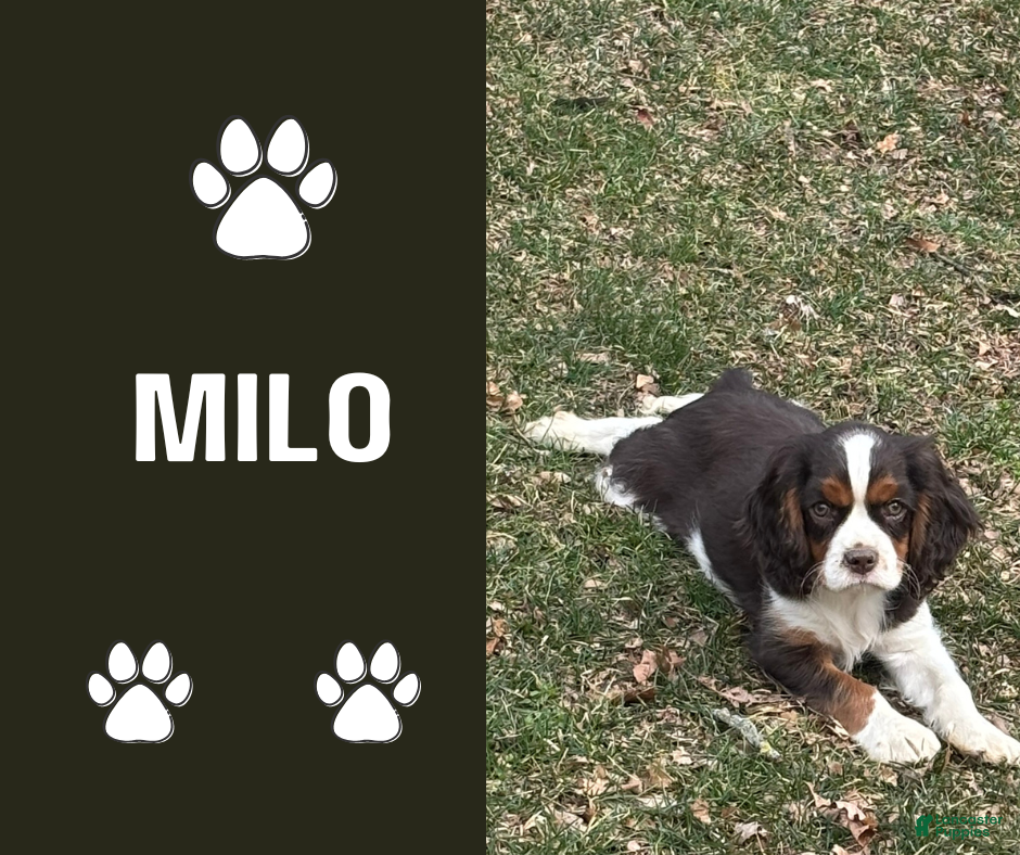 Cavalier King Charles Spaniel dogs Milo - Ad 2