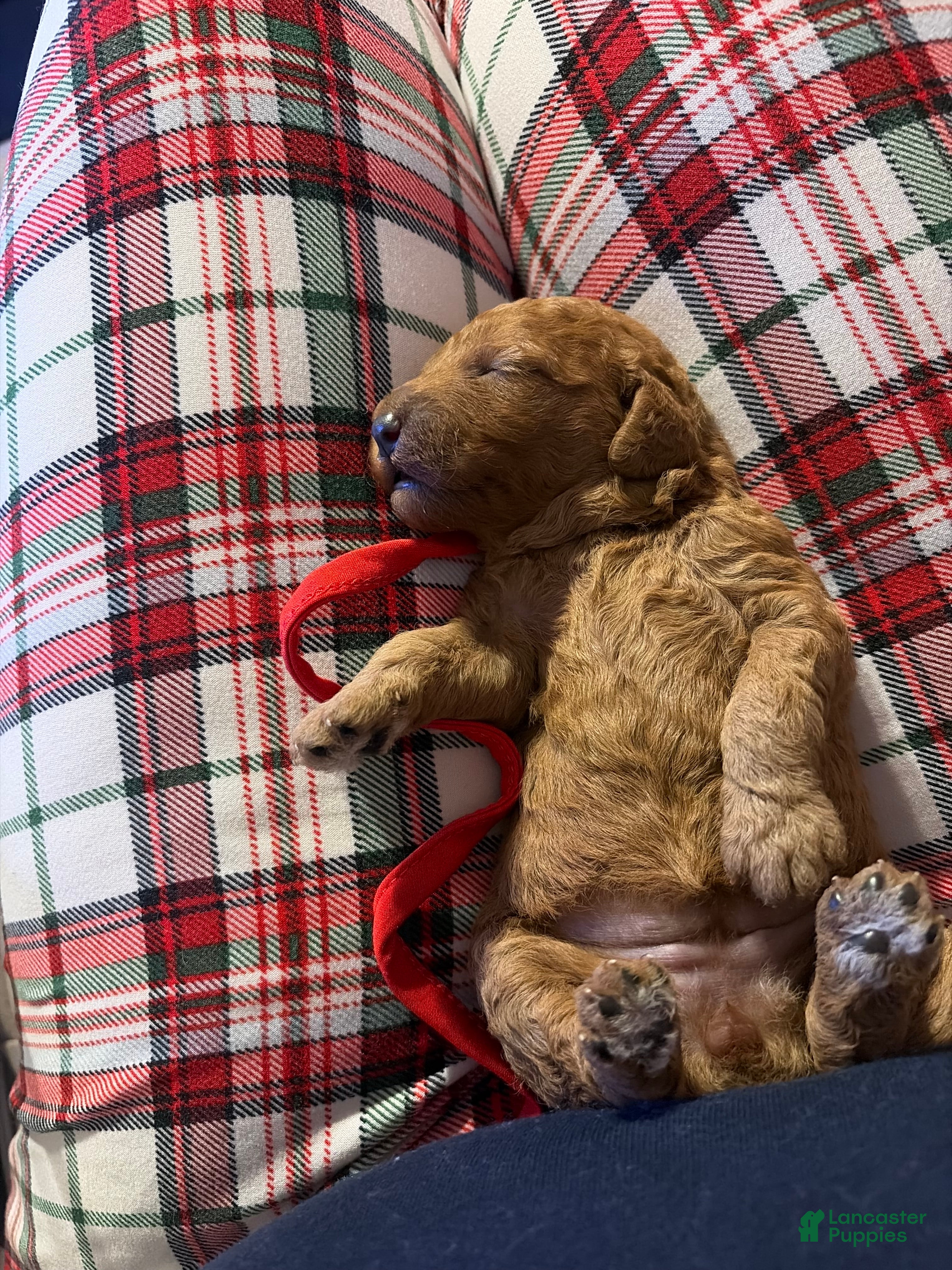 Mini Goldendoodle dogs Mini Goldendoodle Puppy 3 - Ad 11